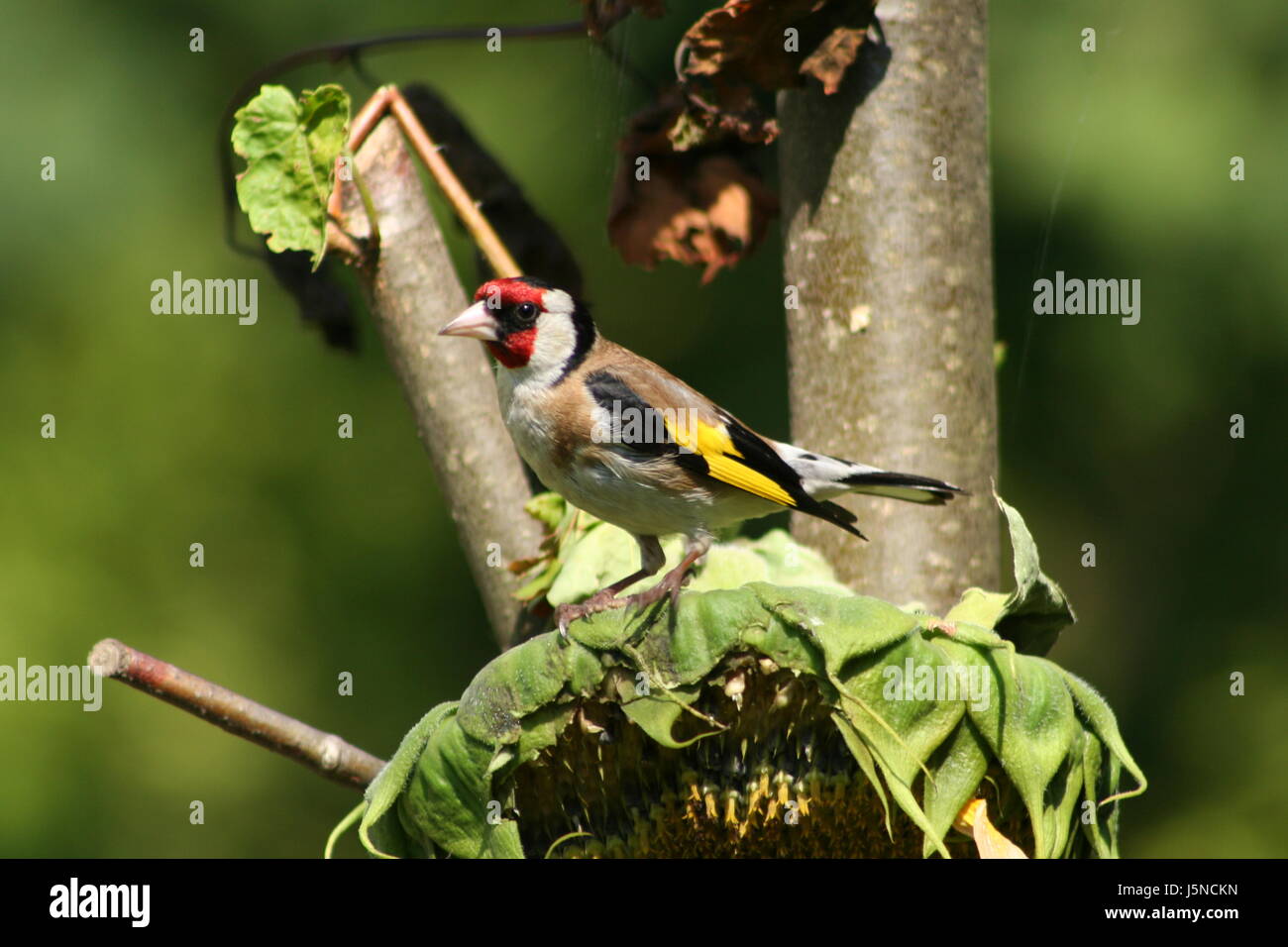 Macro Macro close-up close up admission voir ville ville d'oiseaux oiseaux jardin vert Banque D'Images