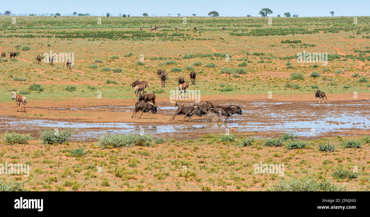 Le Gnou noir et Tsessebe à un point d'eau dans le sud de la savane africaine Banque D'Images