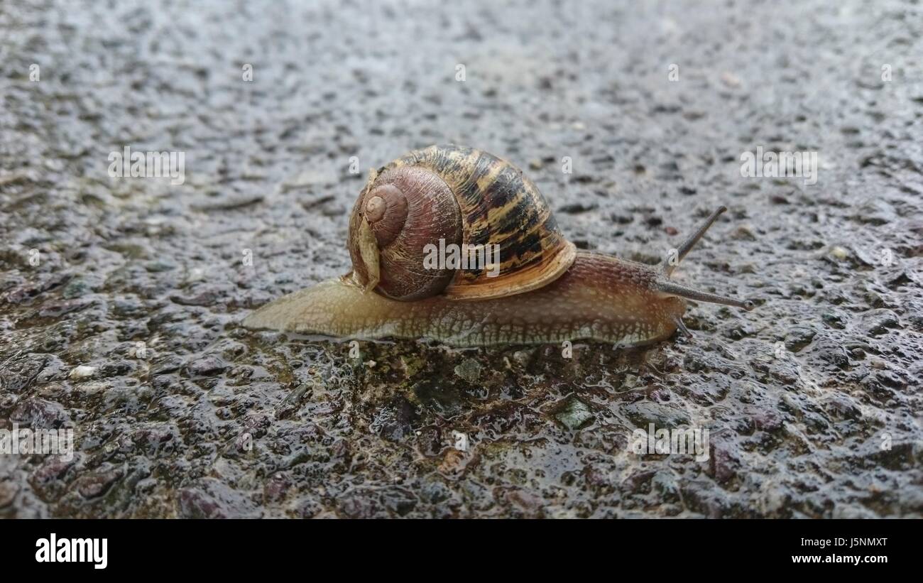 Snail isolé sur le chemin d'asphalte humide Banque D'Images