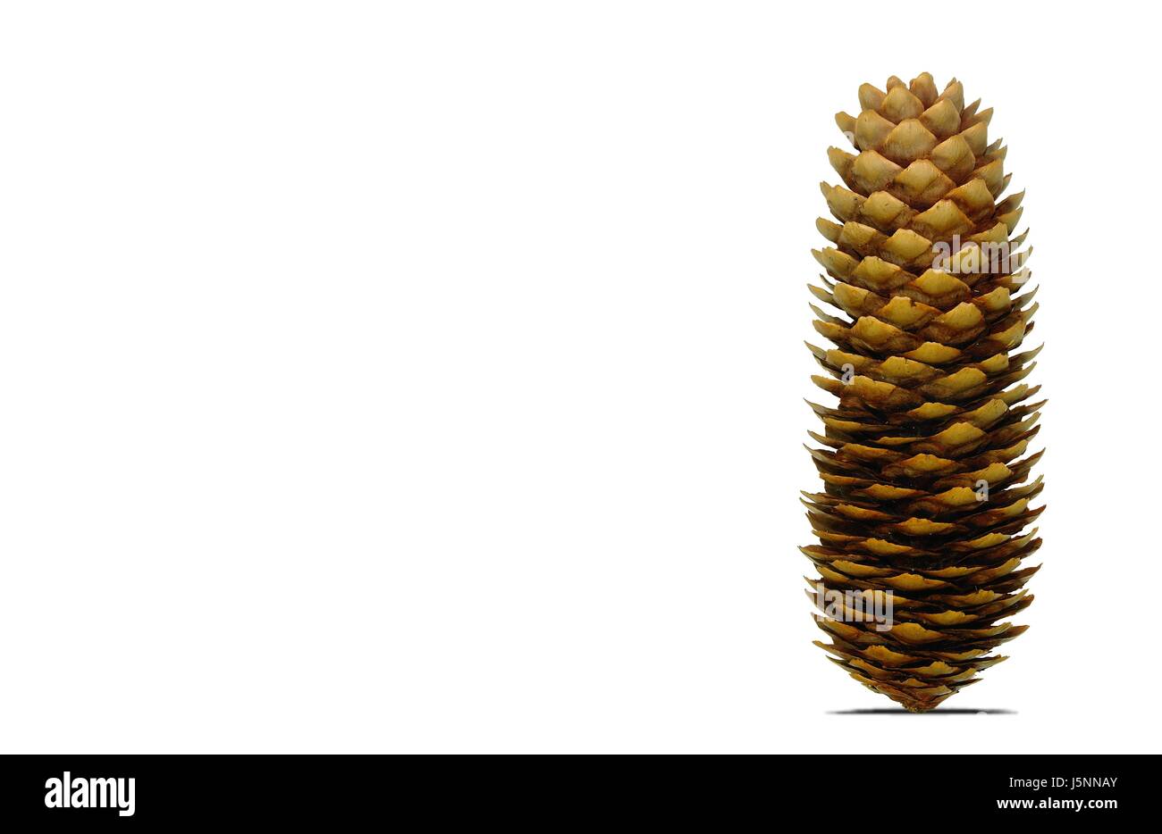 Bois,arbre,touchez,fir cone,sapin,nature,ko Banque D'Images