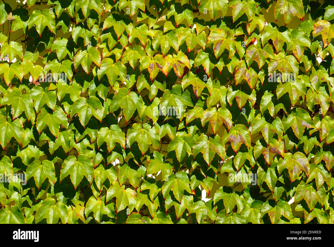 Jardin Vert feuilles feuille de couverture arbustive rang jardins design la photosynthèse de croissance Banque D'Images