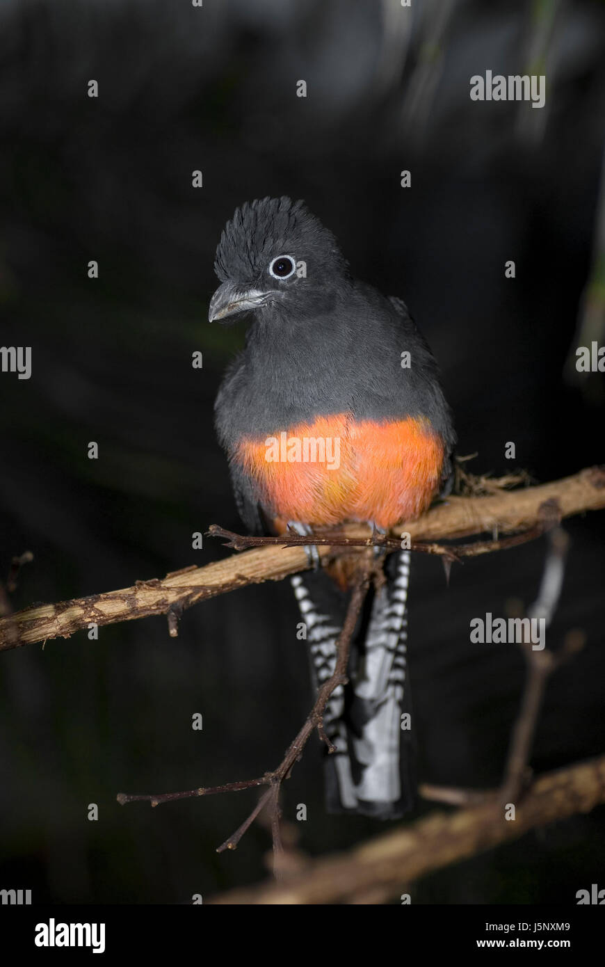 Beaux oiseaux nice beauteously coloré superbe richement multiples Banque D'Images