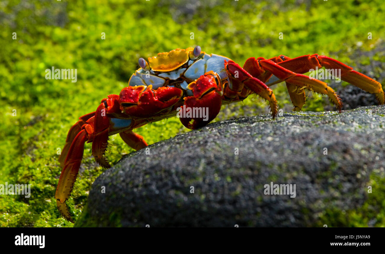 Crabe rouge assis sur les rochers. Les îles Galapagos. Océan Pacifique. Équateur. Banque D'Images