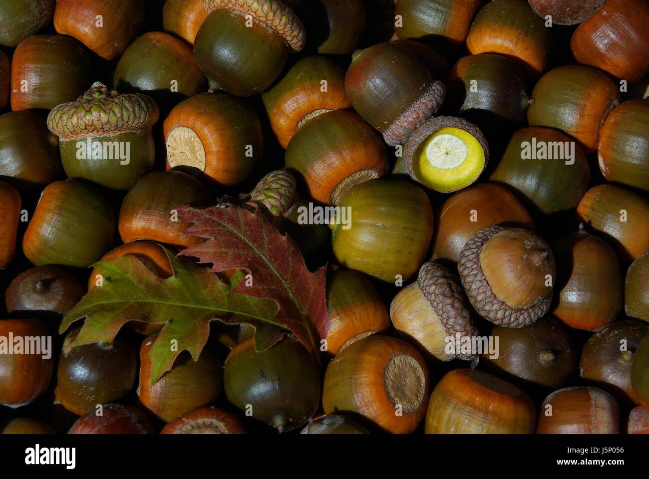 Fruits d'automne ne sperme artisanat acorn glands feuille page rassembler beaucoup beaucoup Banque D'Images