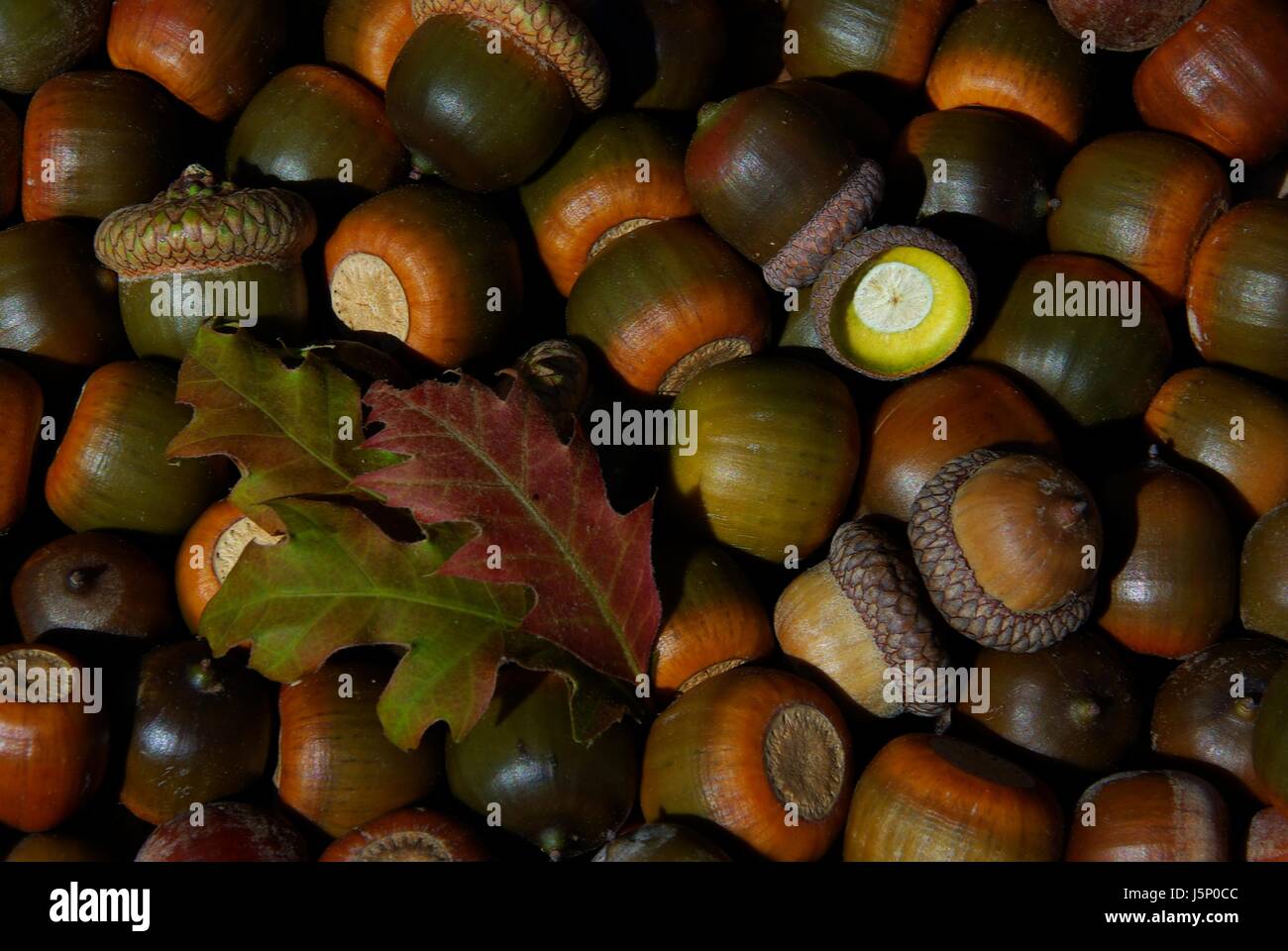 Fruits d'automne ne sperme artisanat acorn glands feuille page rassembler beaucoup beaucoup Banque D'Images