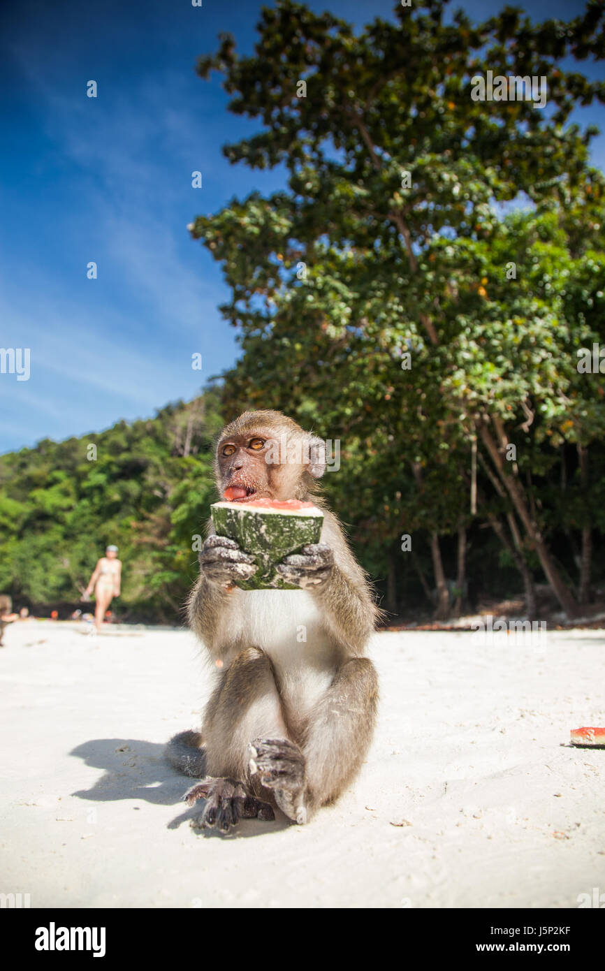 KO PHI PHI, Thaïlande, le 1 février 2014 : l'alimentation les touristes des singes, attraction principale de Phi Phi Islands, Monkey Bay (Ling Ao), Thaïlande Banque D'Images
