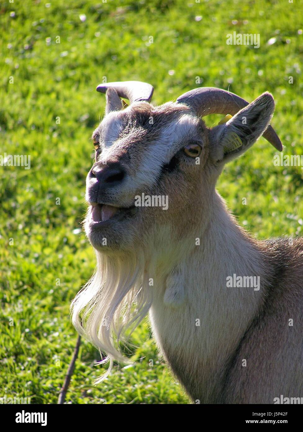 Curieux mammifère animal chèvre nosy fouineurs buck beard goatbeard chèvre animal de ferme Banque D'Images