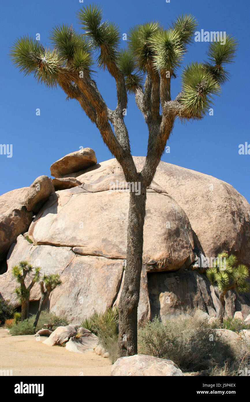 Parc national d'arbres arbustes usa rock Californie nord sunshine propres Banque D'Images