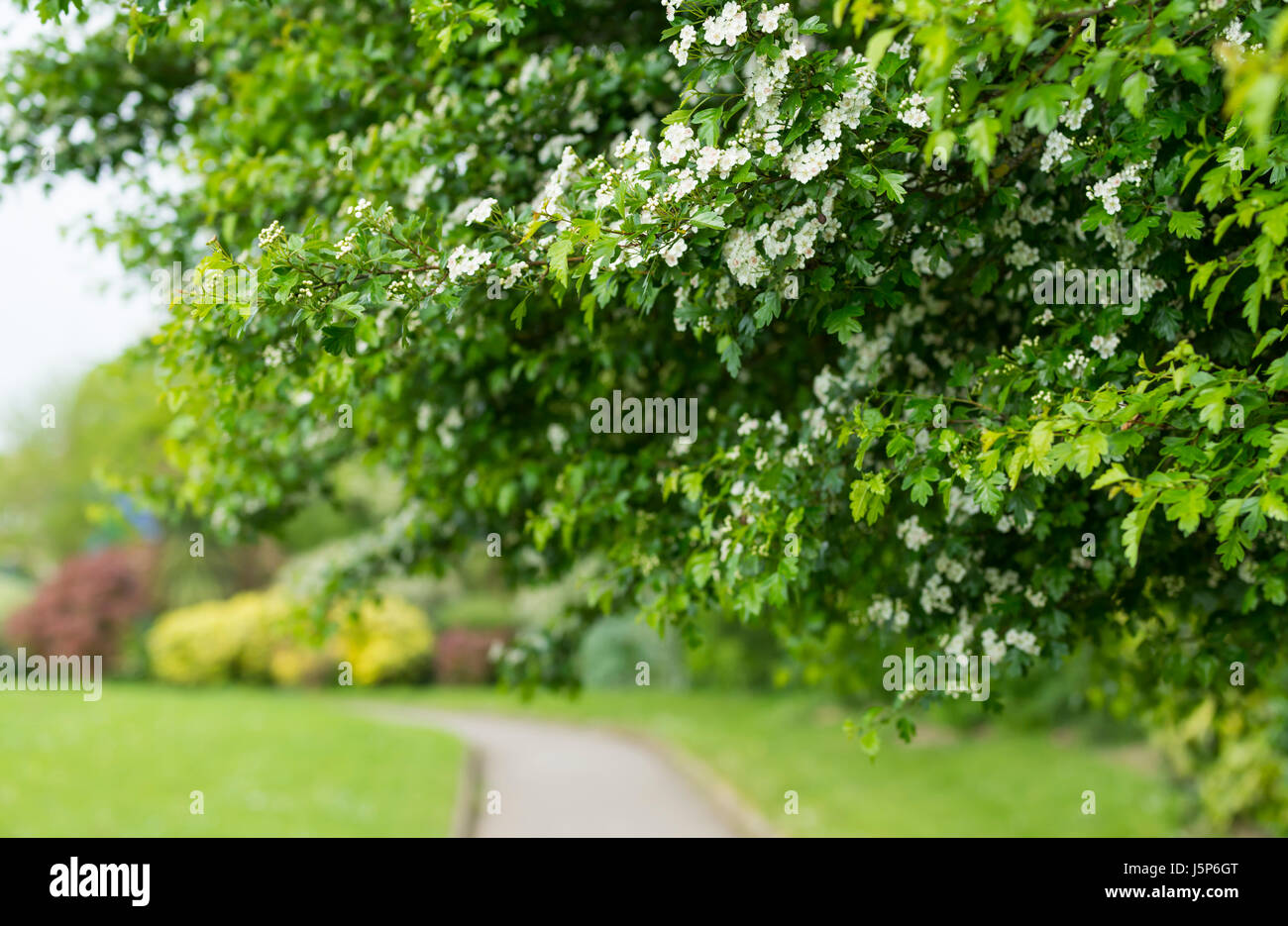 Arbre en surplomb au printemps au-dessus d'un étroit sentier dans un parc. Banque D'Images