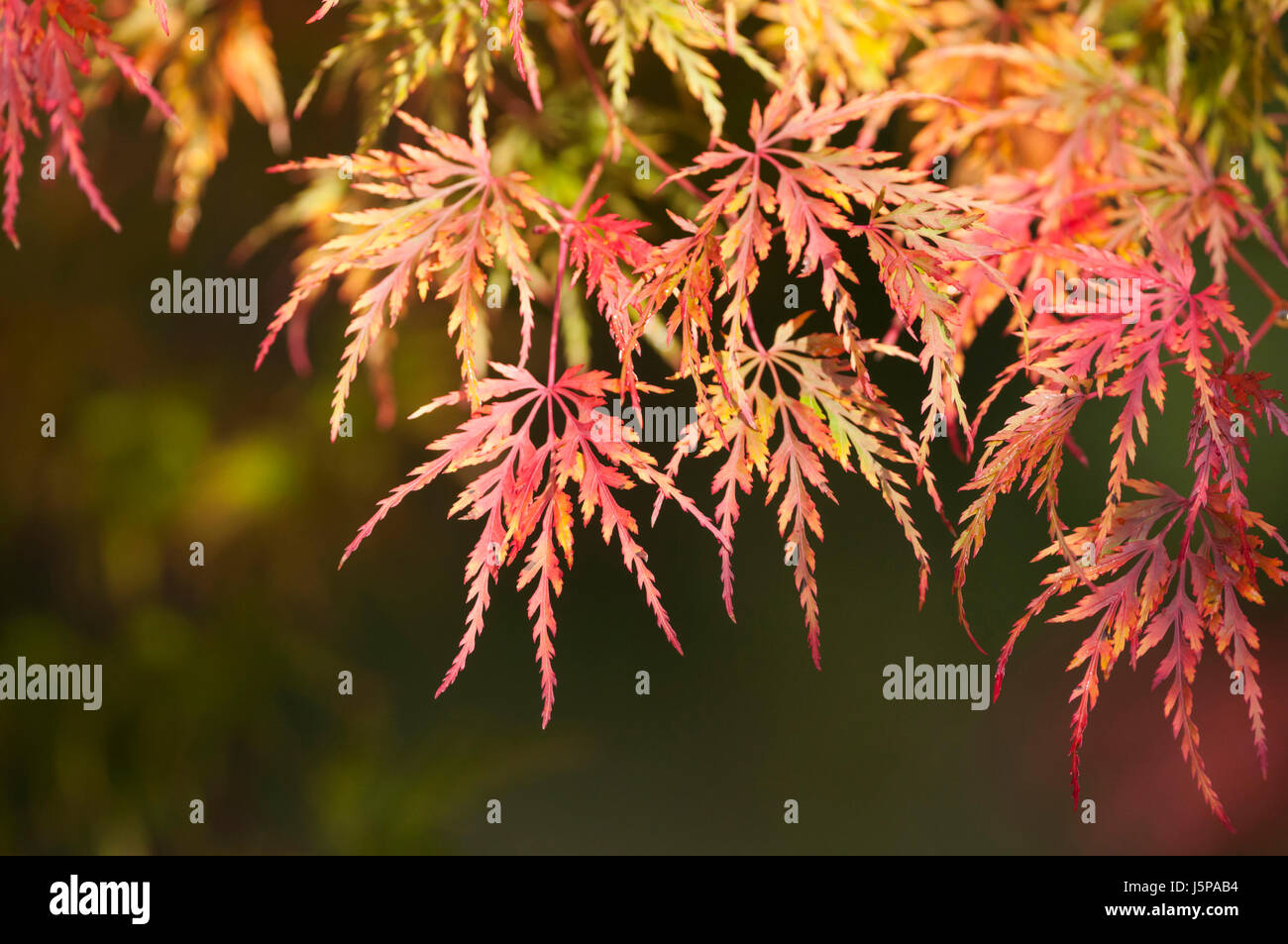 L'érable, le Japanese maple, Acer palmatum, montrant les feuilles couleurs d'automne, Yorkshire du Nord, octobre. Banque D'Images