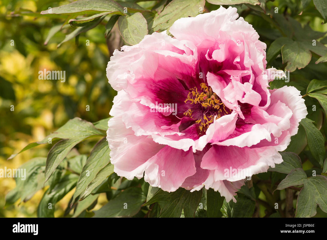 La pivoine, Paeonia suffruticosa. Fleur de pivoine de l'arbre extérieur croissant. Banque D'Images