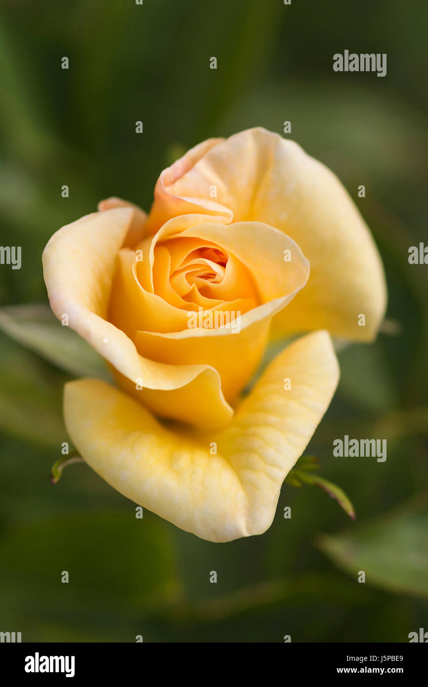 Rose, Rosa 'Goldbusch, vue latérale de plus en plus fleur jaune à l'extérieur. Banque D'Images