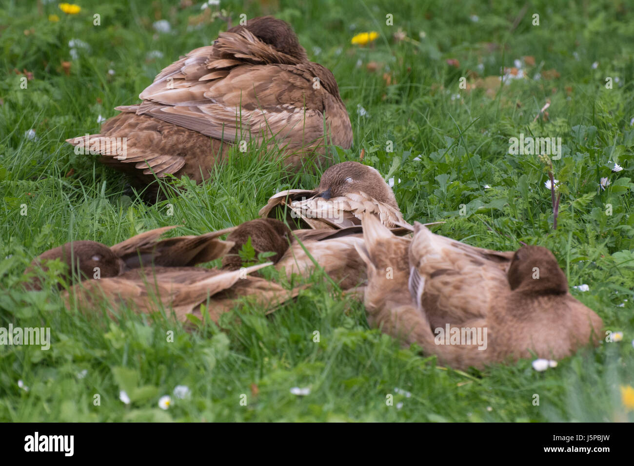 Un petit troupeau de Khaki Campbell canards domestiques dormir paisiblement dans un jardin d'herbe. Banque D'Images