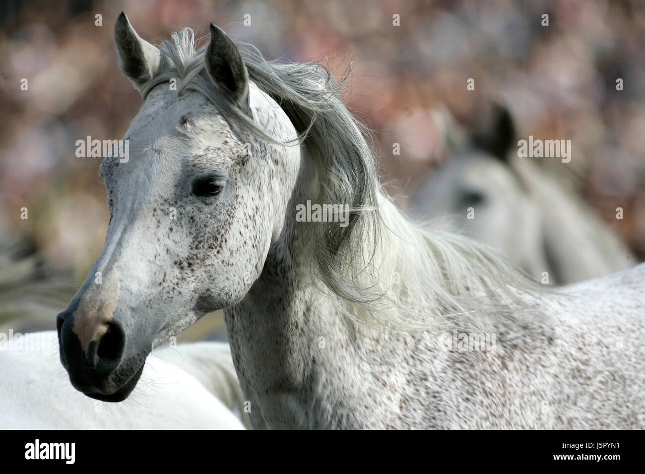 cheval moucheté