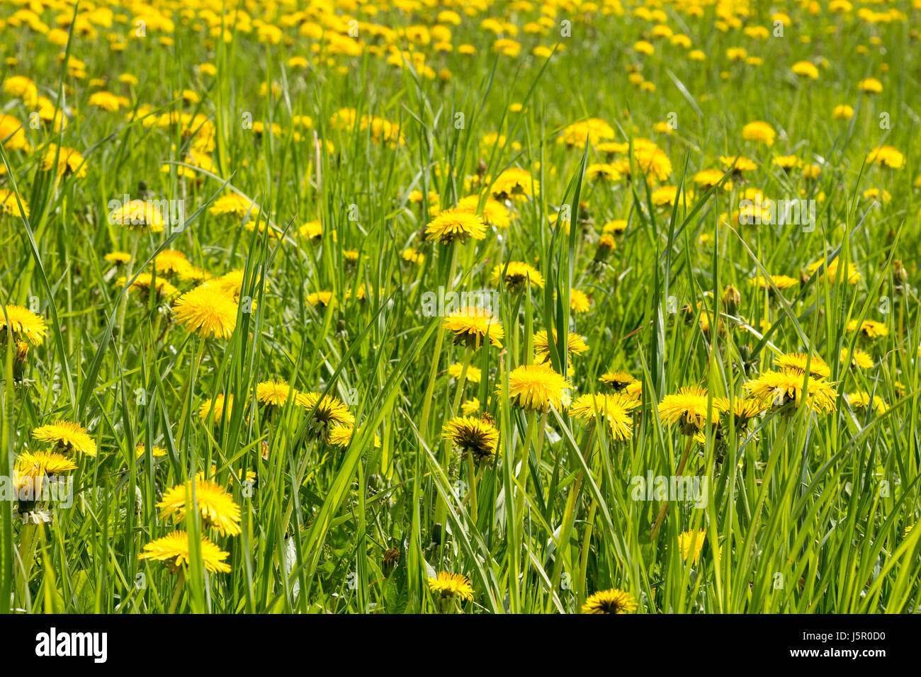 Fleur jaune, laiteron des chefs de ressort sur meadow Banque D'Images