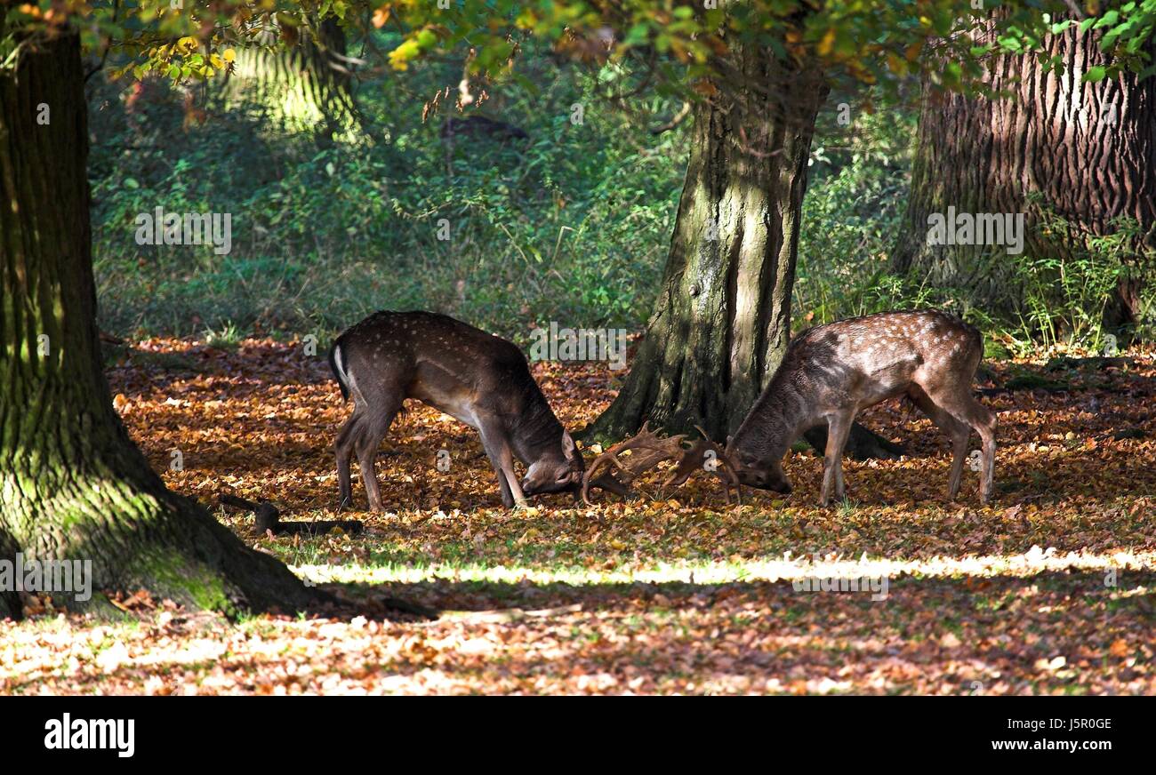 Lutte la lutte contre la hiérarchie cornes shine brille sereine lumière lucent Banque D'Images