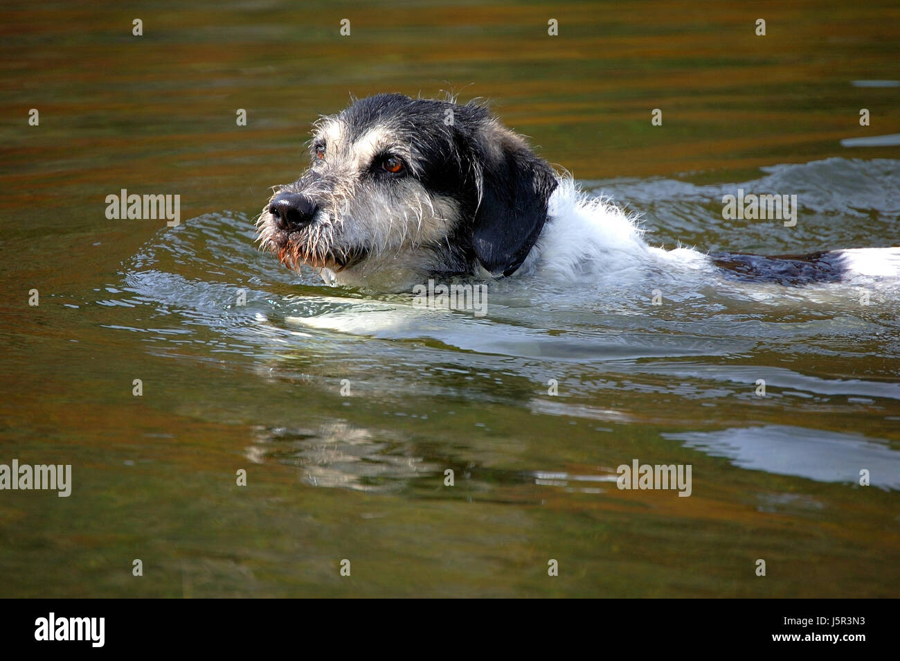 Animaux Animaux Animaux chien chiens Natation Natation Natation Natation l'eau pour faire le Banque D'Images