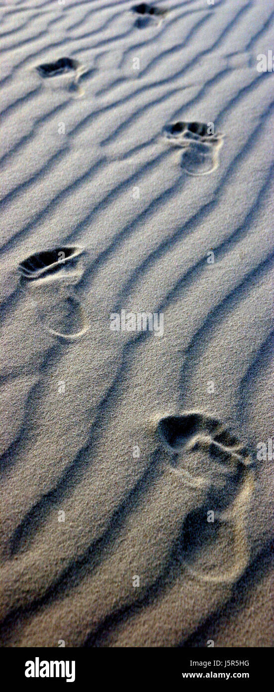 Désert désert usa Amérique sens dune piste barefoot edge-sage à grain fin fermer Banque D'Images