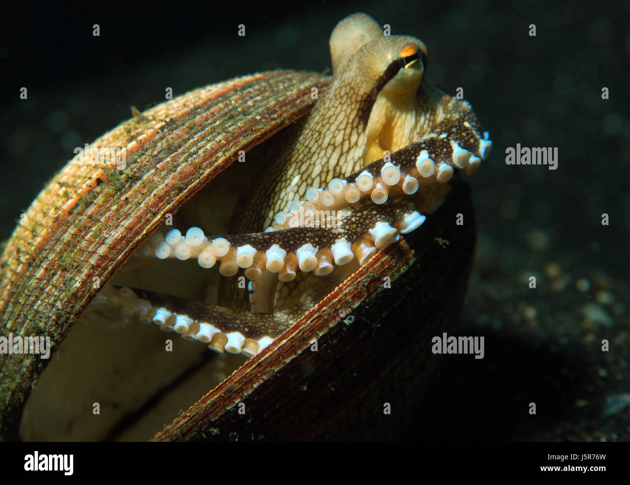 Macro Macro close-up admission vue en gros huit sous-marine shell mollusques Banque D'Images