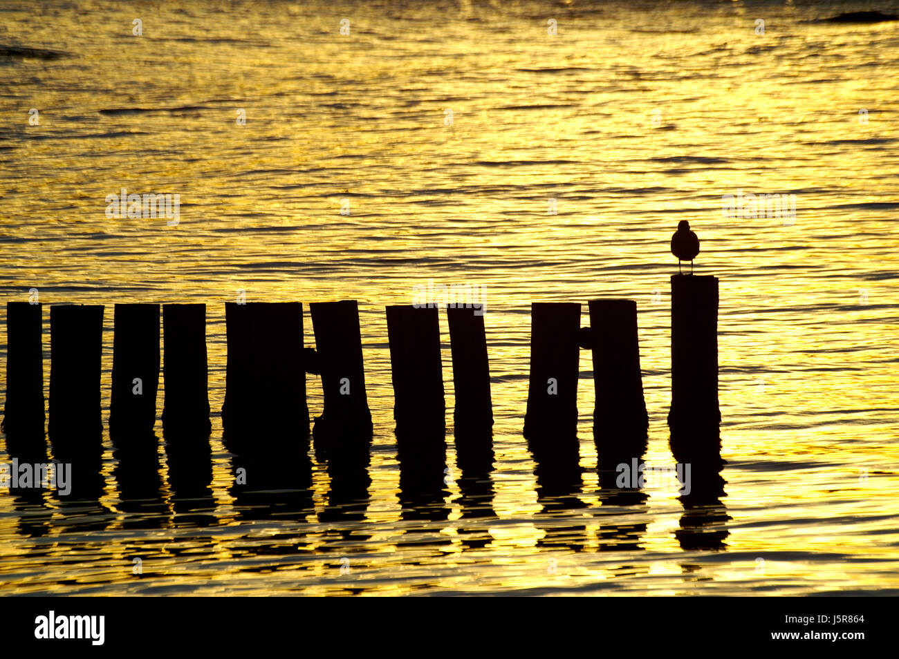 Mouette solitaire dans la lumière du soir Banque D'Images