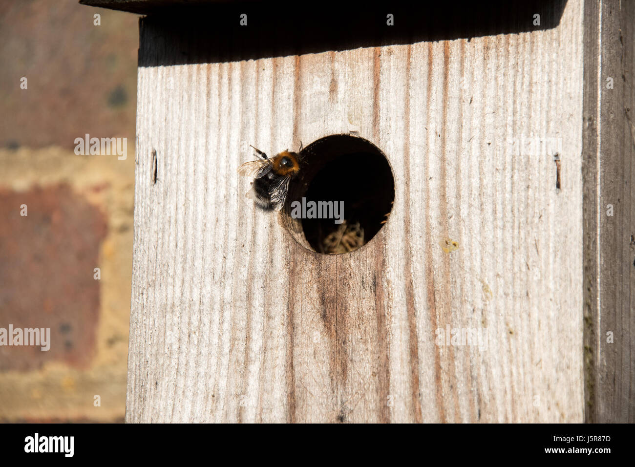 Tree bumblebee nid sur le point d'entrer Banque D'Images