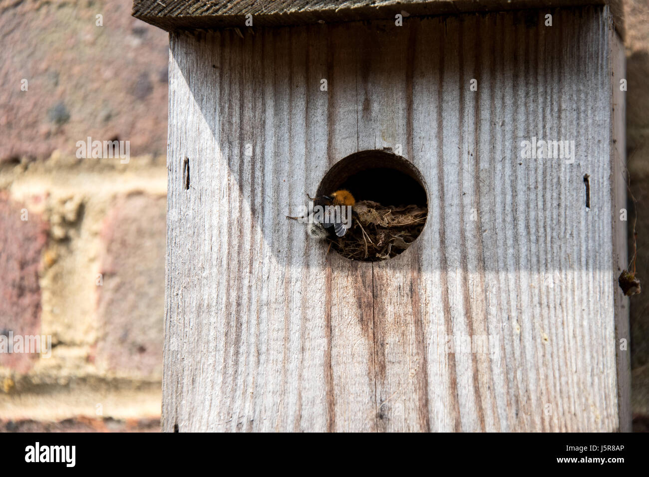 Bumblebee nid dans l'arbre Banque D'Images