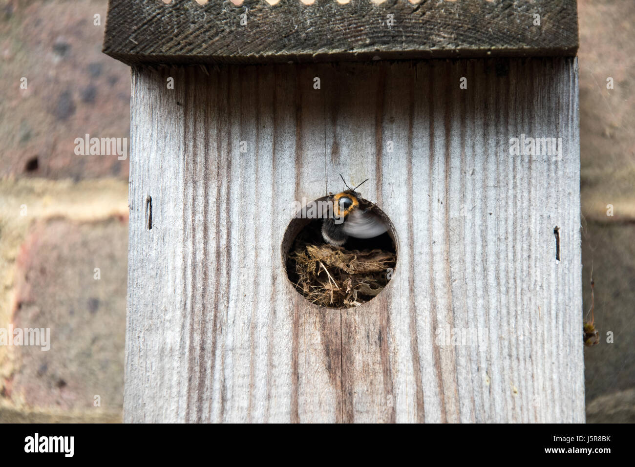 Bumblebee nid à voler d'arbre Banque D'Images