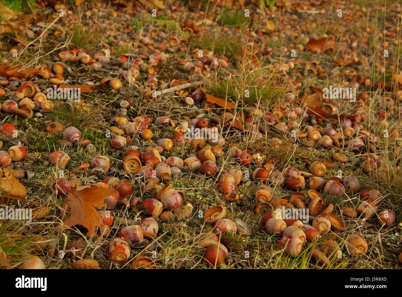 Automne feuilles fruits chêne-sperme artisanat acorn glands terre végétale recueillir Banque D'Images