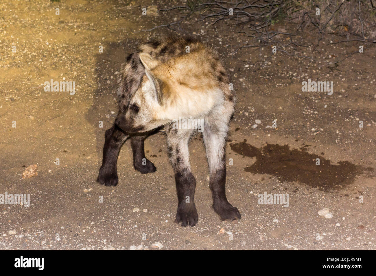 La Hyène la nuit sur la rue de Kruger Park, South Afrika Banque D'Images