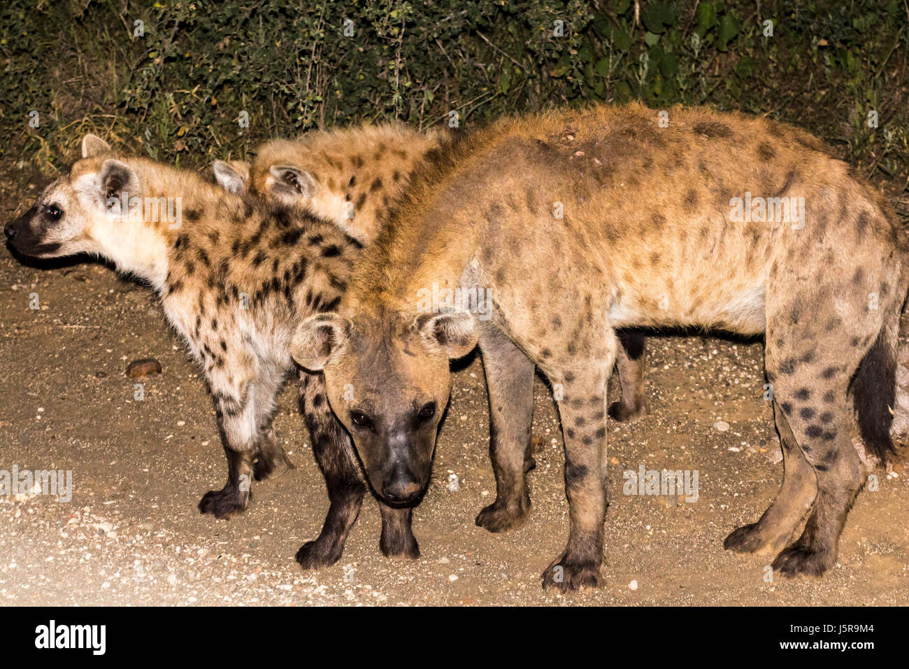 La Hyène la nuit sur la rue de Kruger Park, South Afrika Banque D'Images