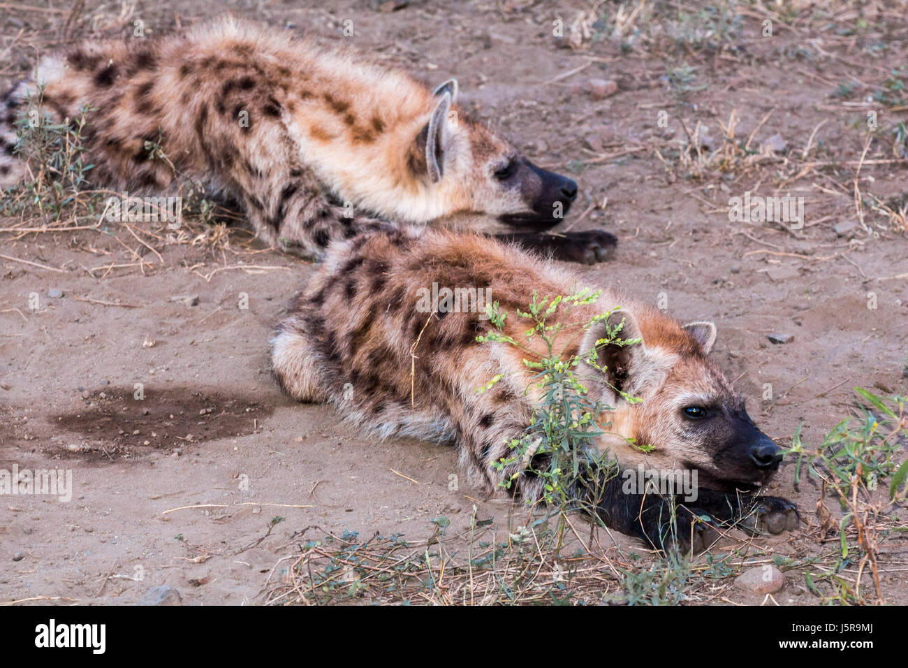 Famille hyène le matin au Kruger Park, South Afrika Banque D'Images