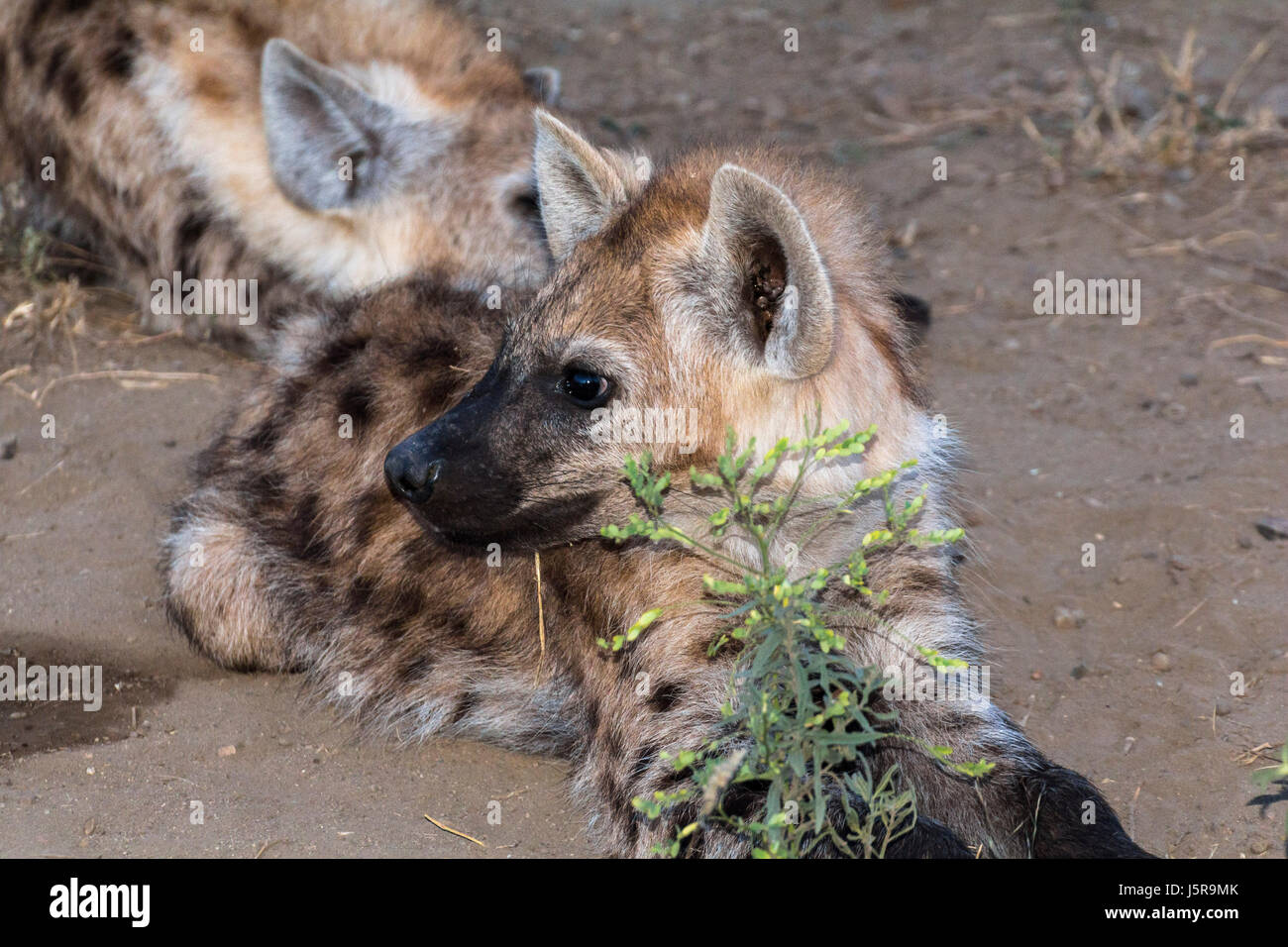Famille hyène le matin au Kruger Park, South Afrika Banque D'Images