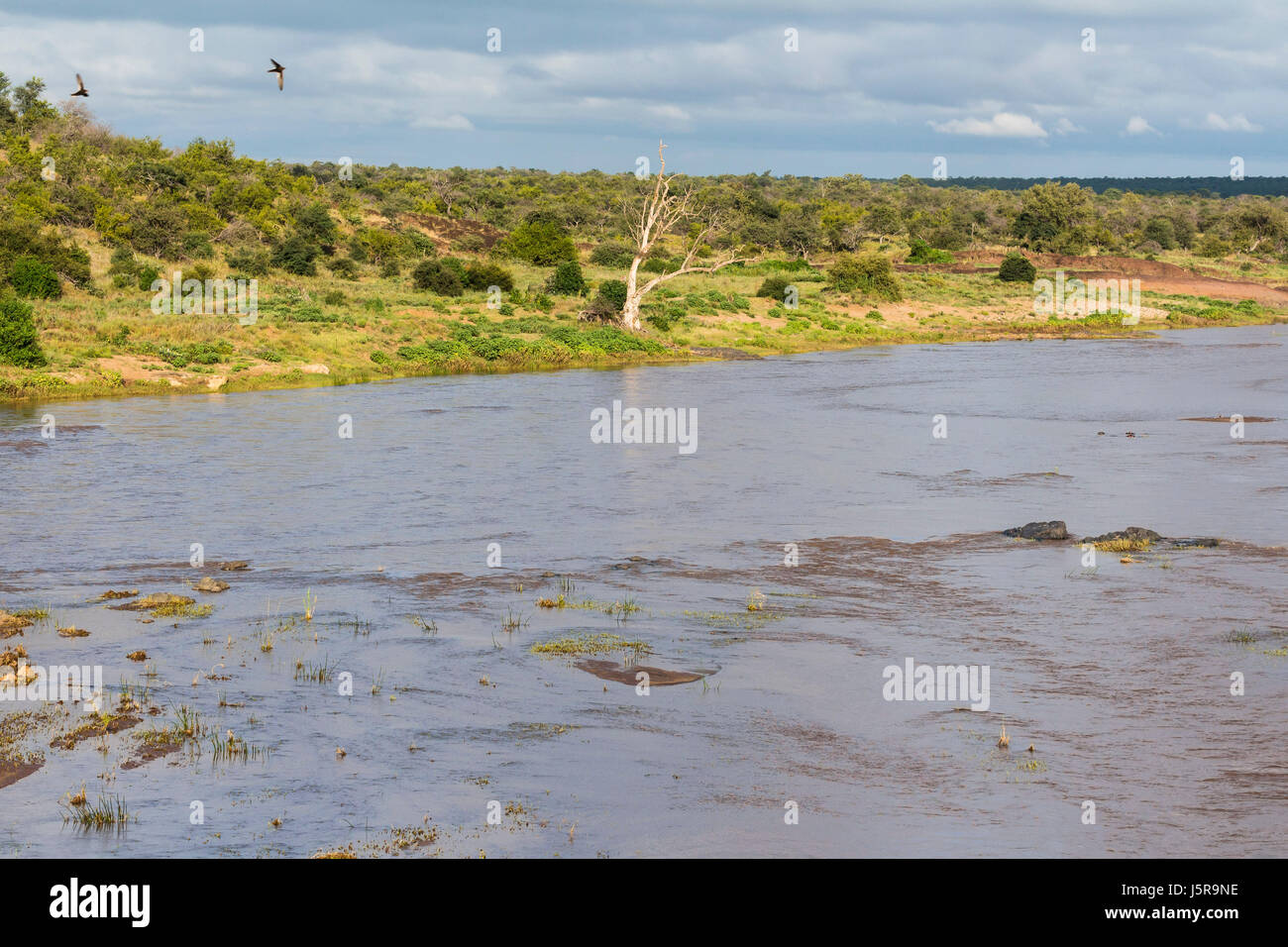 Vue sur Olifants River au matin dans le Kruger Park Banque D'Images