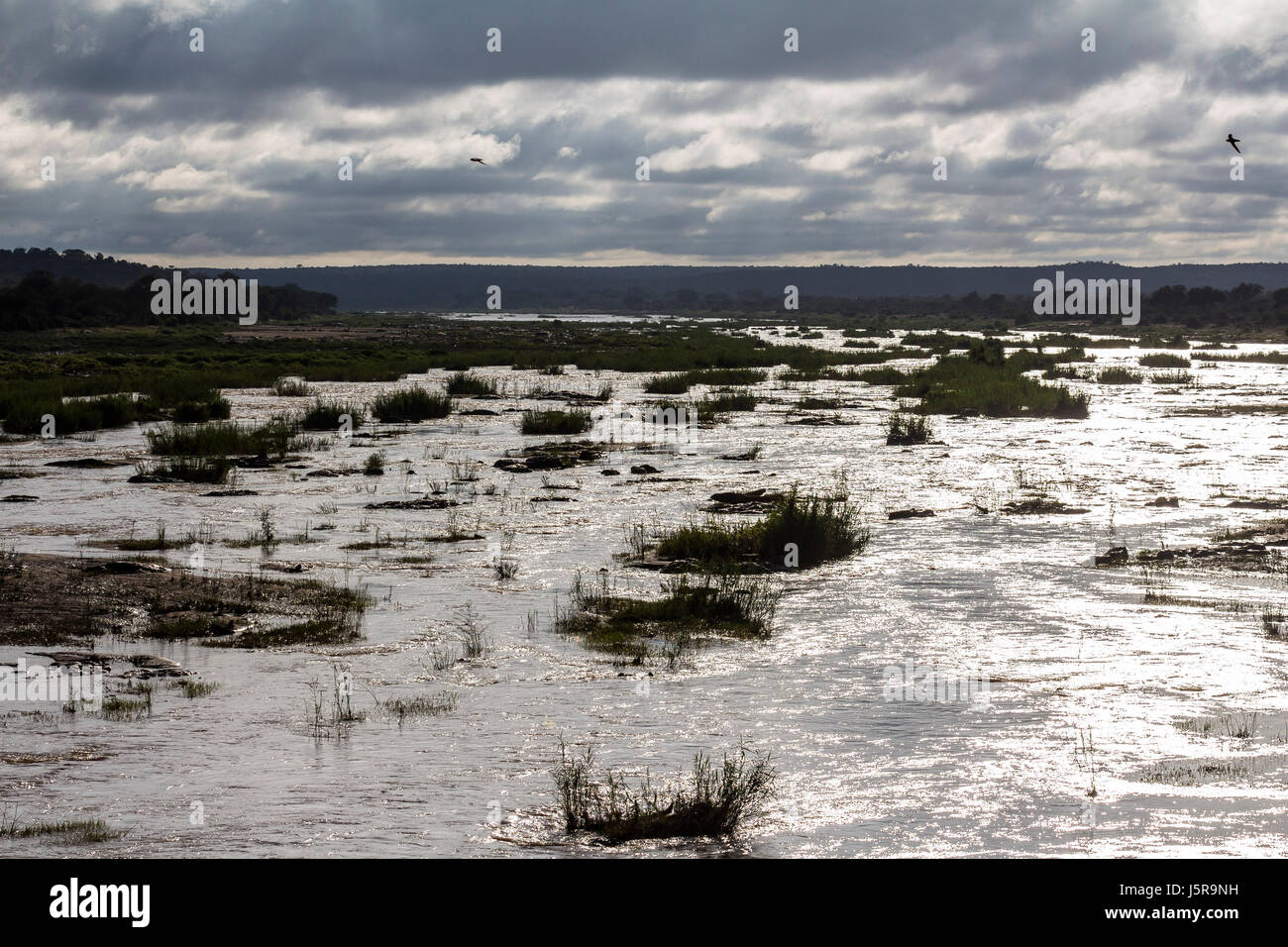 Vue sur Olifants River au matin dans le Kruger Park Banque D'Images