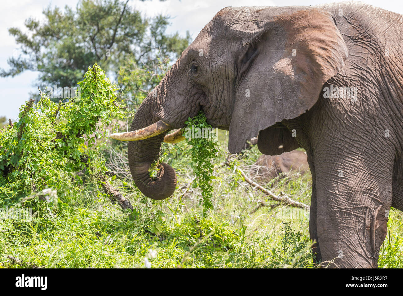 Manger les feuilles d'éléphants dans le parc Kruger Banque D'Images