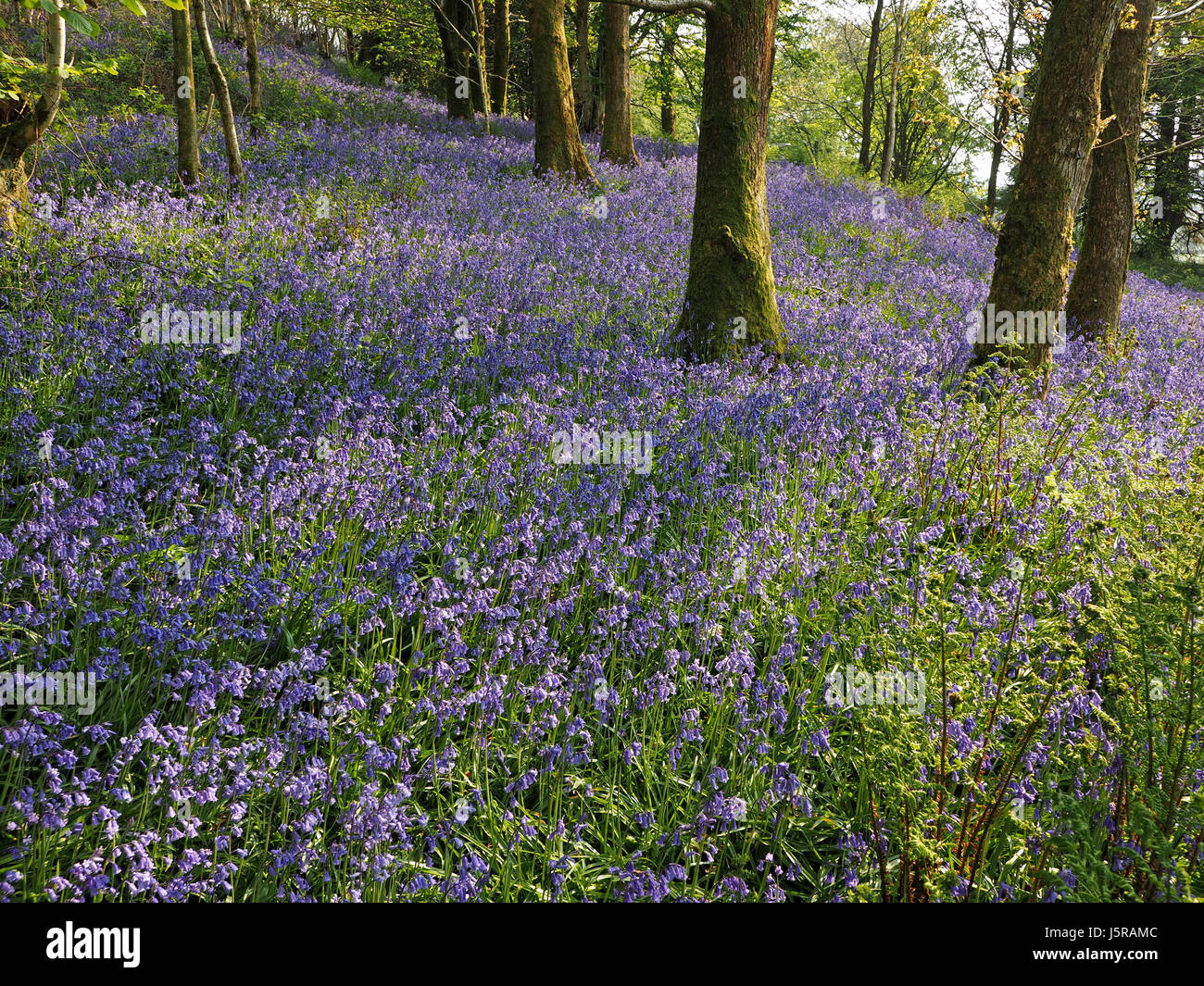 Tapis bleu vif de sunlit English Bluebells (Hyacinthoides non-scripta) au printemps woodland à Cumbria, Angleterre Royaume-uni contrastant avec le feuillage frais Banque D'Images