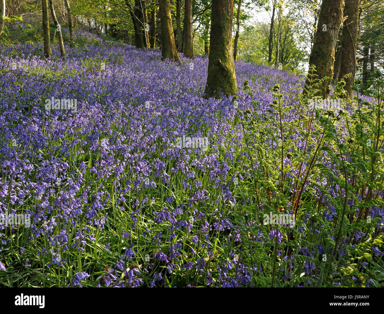 Tapis bleu vif de sunlit English Bluebells (Hyacinthoides non-scripta) au printemps woodland à Cumbria, Angleterre Royaume-uni contrastant avec le feuillage frais Banque D'Images