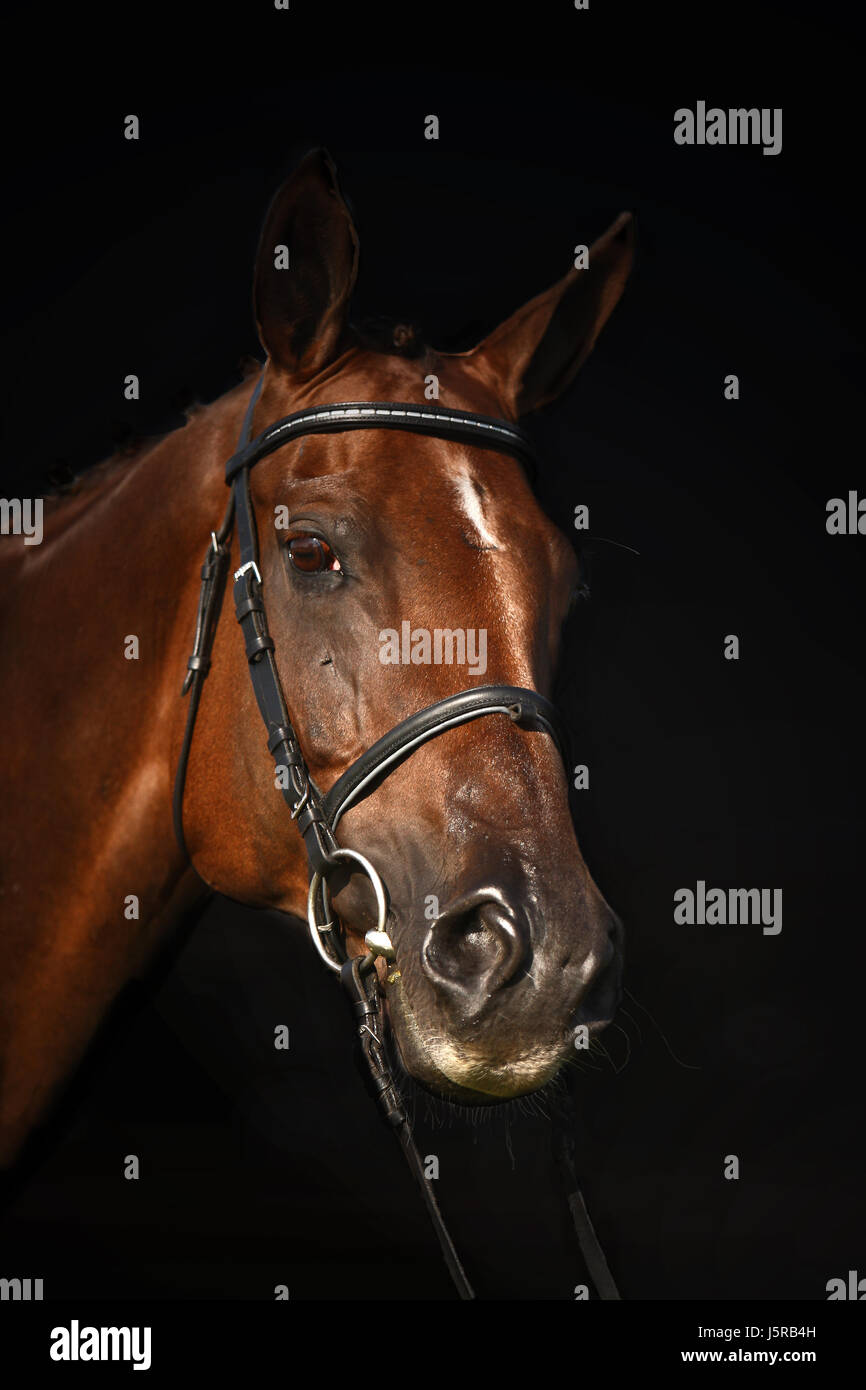 Jetant un coup d'oeil portrait cheval peu voir voir à oeil à chevaux à Banque D'Images
