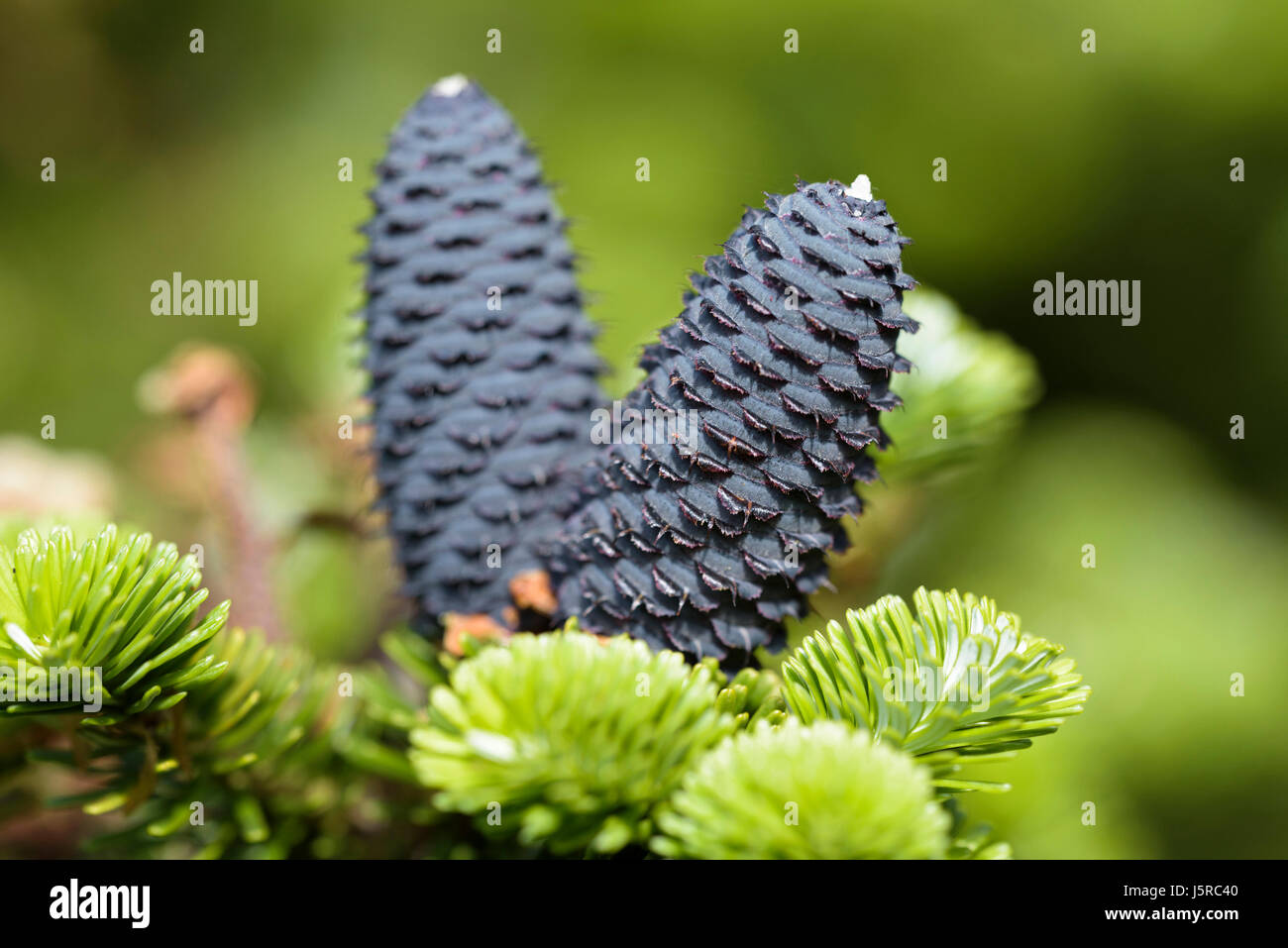Sapin de Corée 'Silberlocke', Abies koreana 'Silberlocke', les cônes violets sur jeune plant. Banque D'Images