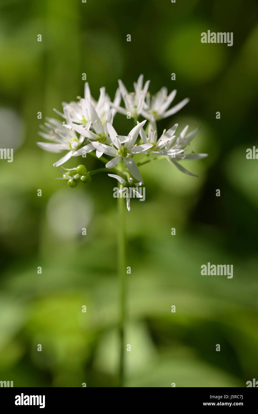 L'allium, l'ail, l'ail sauvage, Allium ursinum, vue de côté fleur blanche en plein air de plus en plus. Banque D'Images