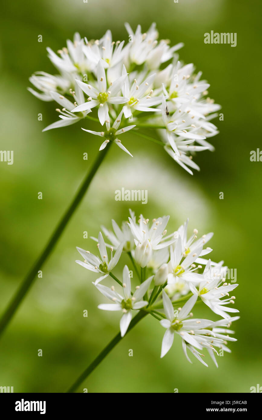 L'allium, l'ail, l'ail sauvage, Allium ursinum, vue latérale des fleurs blanches à l'extérieur de plus en plus. Banque D'Images