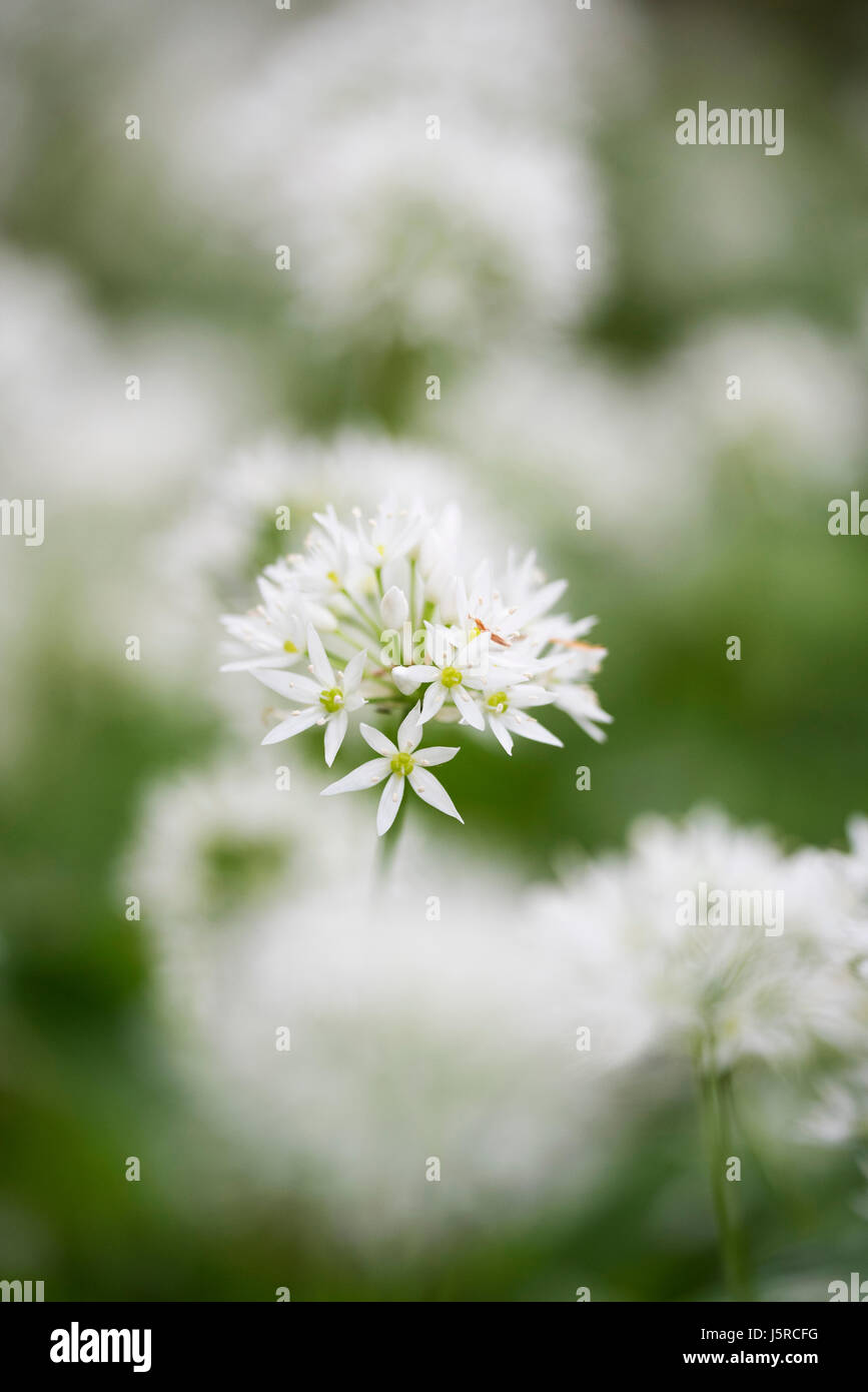 L'allium, l'ail, l'ail sauvage, Allium ursinum, vue de côté fleur blanche en plein air de plus en plus. Banque D'Images