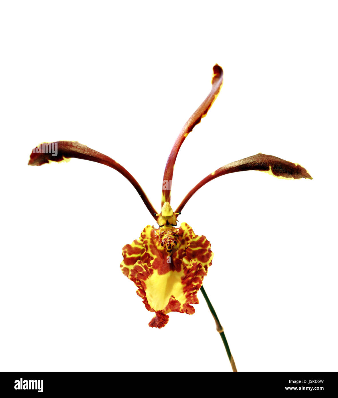 Psychopsis mariposa big Banque D'Images