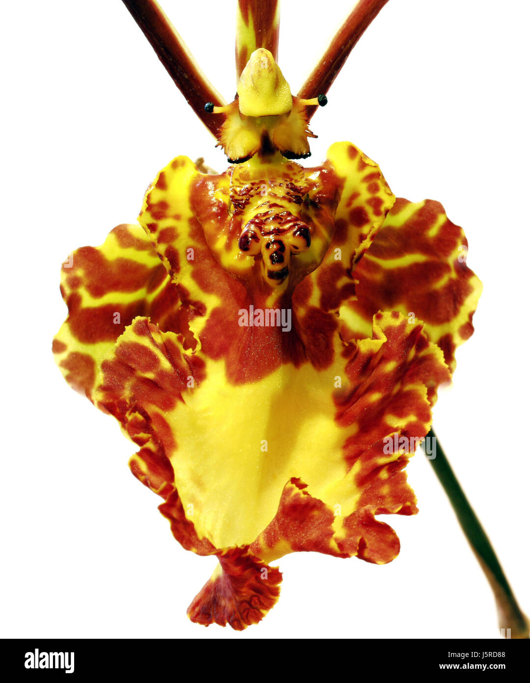 Macro Macro close-up close up admission Voir le détail fleur plante fleur Banque D'Images