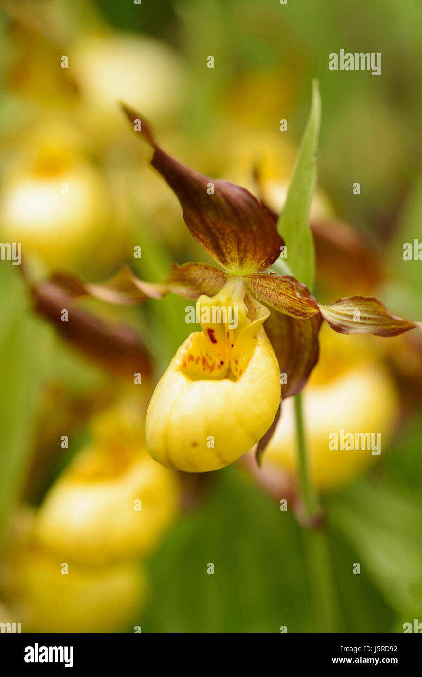 Orchid, Lady's Slipper orchid, Cypripedium 'Parville', jaune fleur de couleur extérieure croissante. Banque D'Images