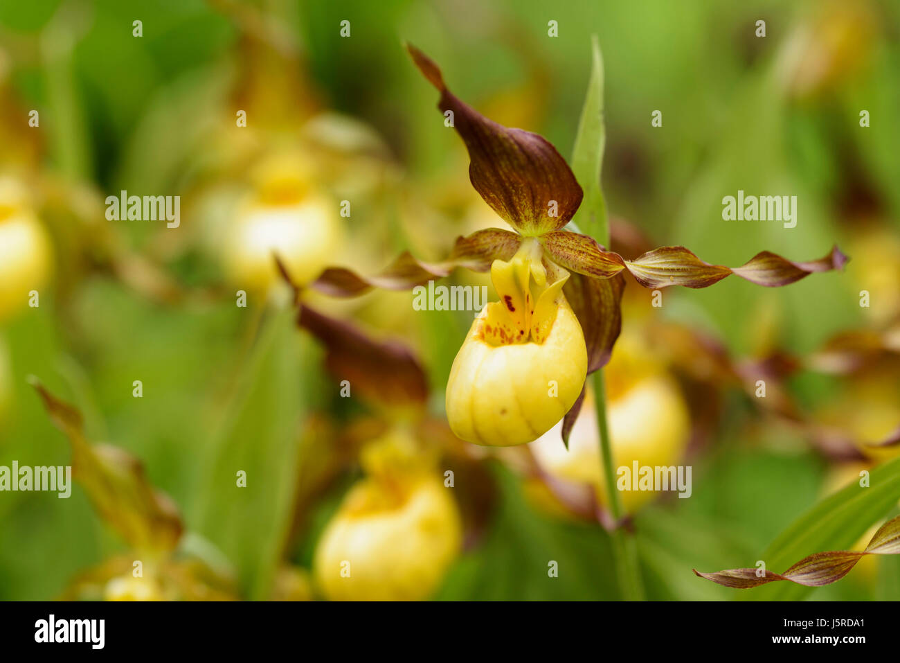 Orchid, Lady's Slipper orchid, Cypripedium 'Parville', jaune fleur de couleur extérieure croissante. Banque D'Images