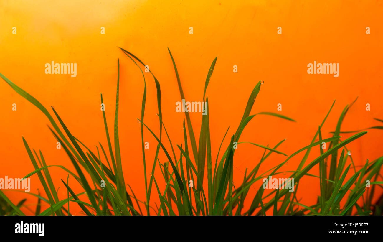 L'herbe humide naturel avec onu-naturellement des couleurs vives derrière elle Banque D'Images