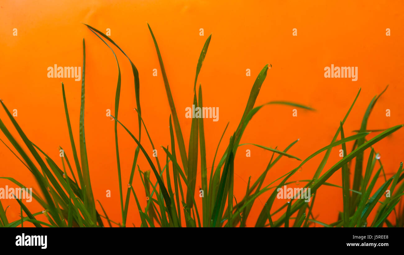 L'herbe humide naturel avec onu-naturellement des couleurs vives derrière elle Banque D'Images
