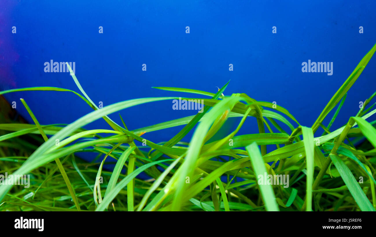 L'herbe humide naturel avec onu-naturellement des couleurs vives derrière elle Banque D'Images