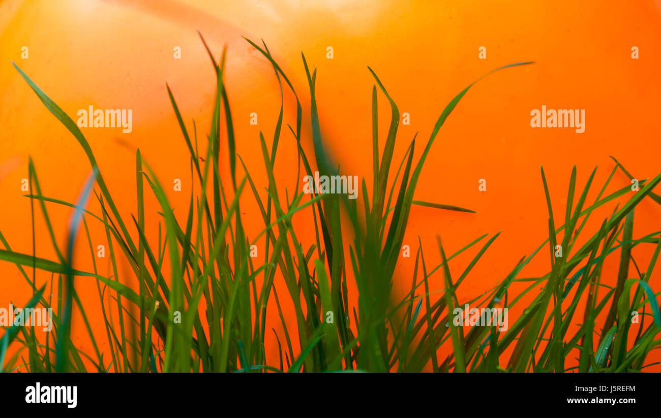 L'herbe humide naturel avec onu-naturellement des couleurs vives derrière elle Banque D'Images